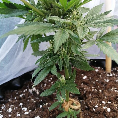 Honey Cream Fast Version growlog timeline photo