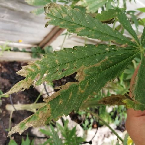 Medical Mass growlog timeline photo