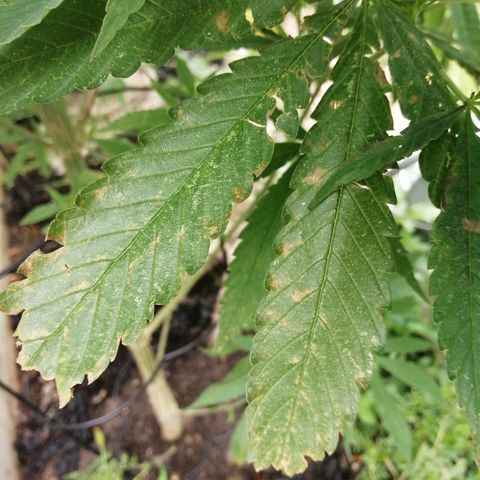 Medical Mass growlog timeline photo