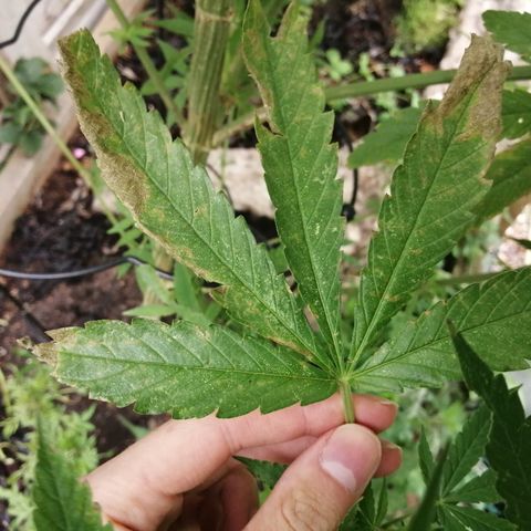 Medical Mass growlog timeline photo