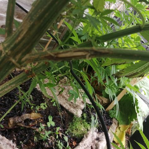 Medical Mass growlog timeline photo