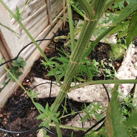 Medical Mass growlog timeline photo