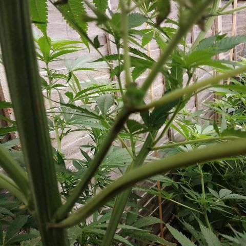 Medical Mass growlog timeline photo