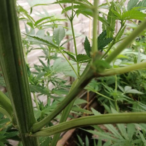 Medical Mass growlog timeline photo