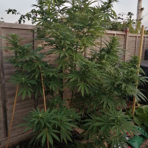 Medical Mass growlog timeline photo