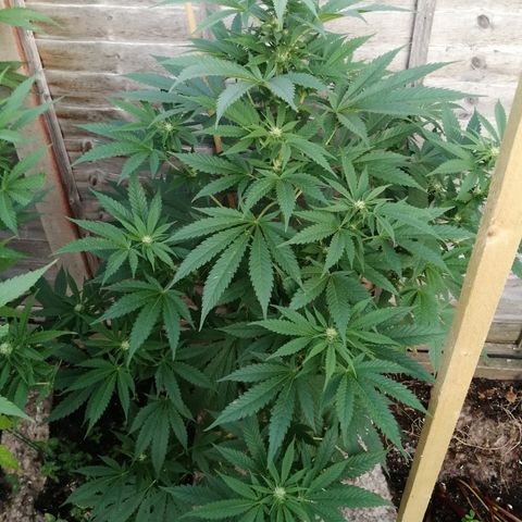 Medical Mass growlog timeline photo