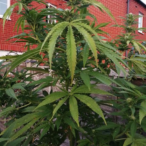 Medical Mass growlog timeline photo