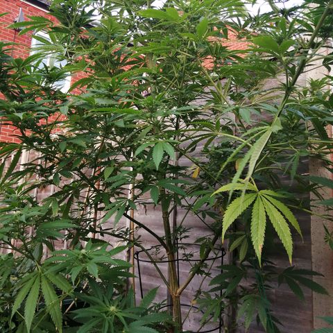 Medical Mass growlog timeline photo