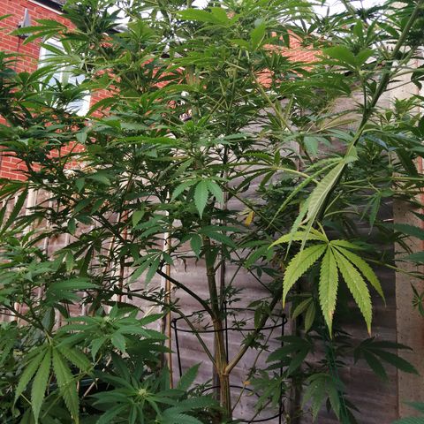 Medical Mass growlog timeline photo