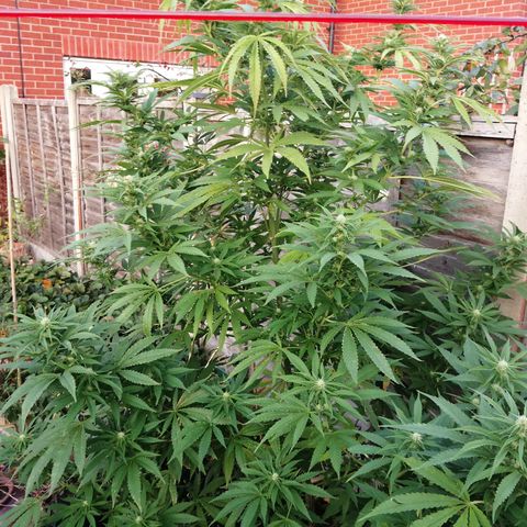 Medical Mass growlog timeline photo