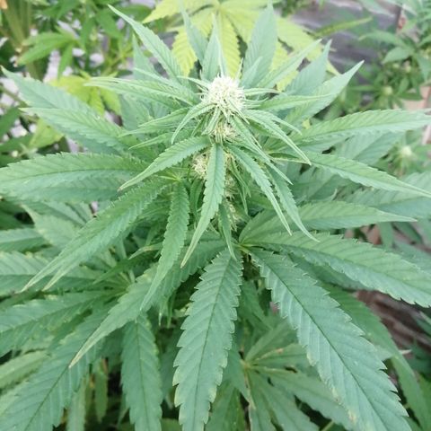Medical Mass growlog timeline photo