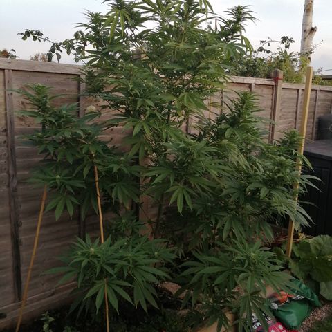 Medical Mass growlog timeline photo