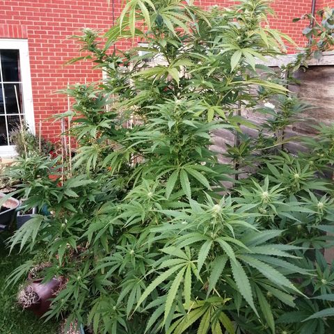 Medical Mass growlog timeline photo