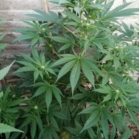 Medical Mass growlog timeline photo