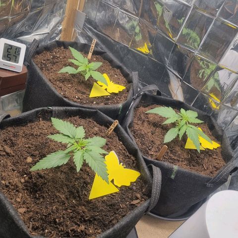 Easy bud & royal Jack / Auto /Royal Queen Seeds  growlog timeline photo