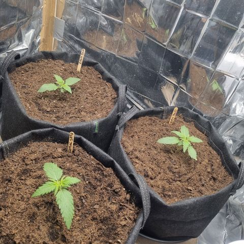 Easy bud & royal Jack / Auto /Royal Queen Seeds  growlog timeline photo