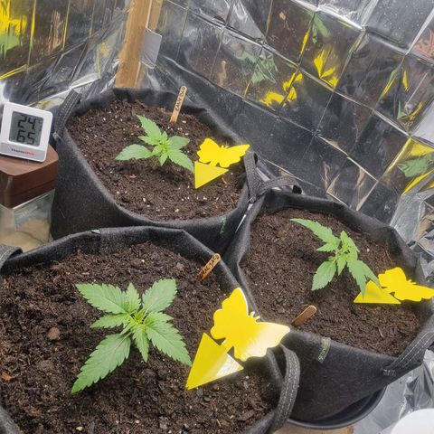 Easy bud & royal Jack / Auto /Royal Queen Seeds  growlog photo: Gelb sticker gegen kleintiere. 