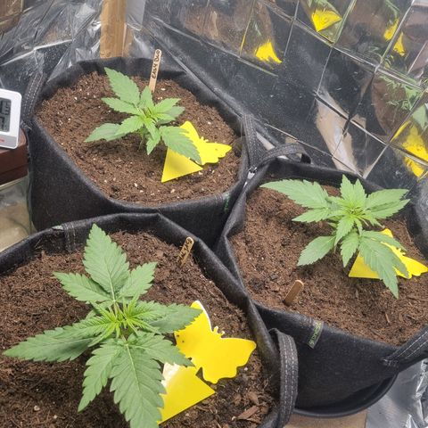 Easy bud & royal Jack / Auto /Royal Queen Seeds  growlog timeline photo