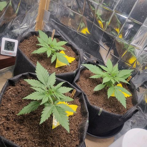 Easy bud & royal Jack / Auto /Royal Queen Seeds  growlog timeline photo