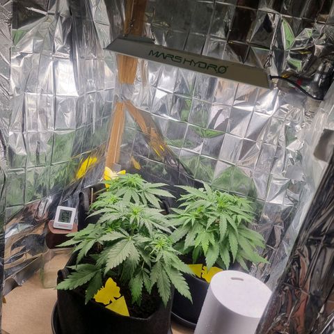 Easy bud & royal Jack / Auto /Royal Queen Seeds  growlog timeline photo