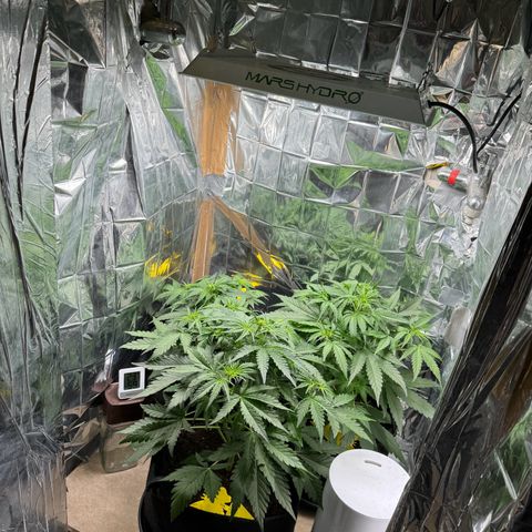 Easy bud & royal Jack / Auto /Royal Queen Seeds  growlog timeline photo