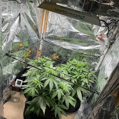 Easy bud & royal Jack / Auto /Royal Queen Seeds  growlog timeline photo