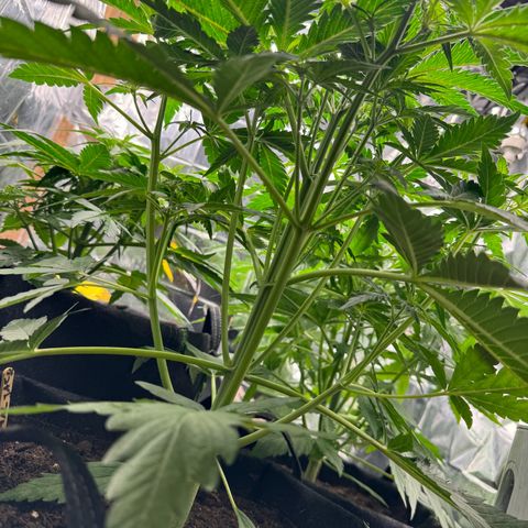 Easy bud & royal Jack / Auto /Royal Queen Seeds  growlog timeline photo