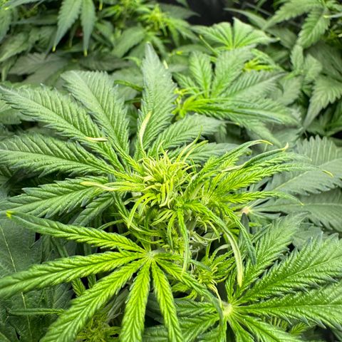 Easy bud & royal Jack / Auto /Royal Queen Seeds  growlog timeline photo