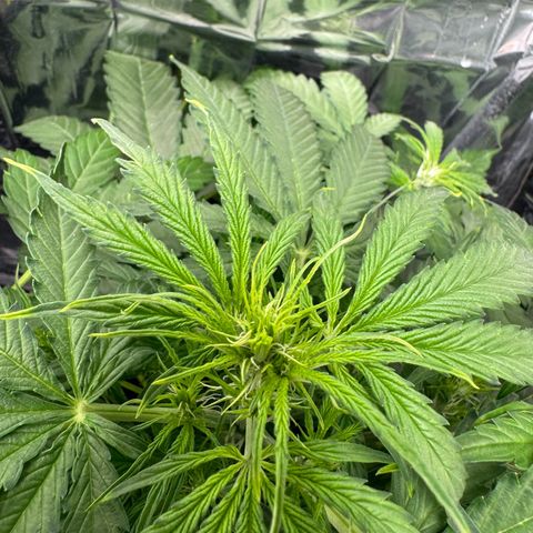 Easy bud & royal Jack / Auto /Royal Queen Seeds  growlog timeline photo