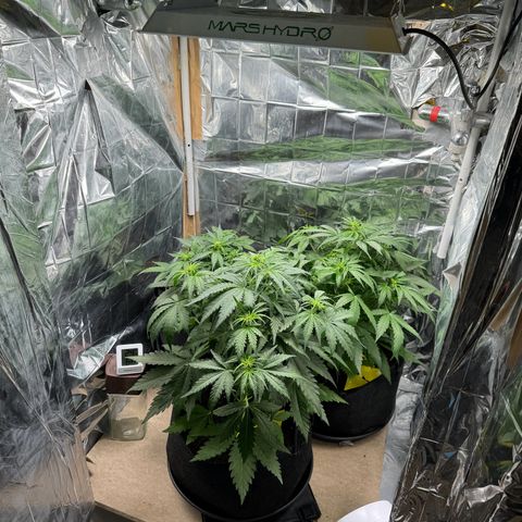 Easy bud & royal Jack / Auto /Royal Queen Seeds  growlog timeline photo
