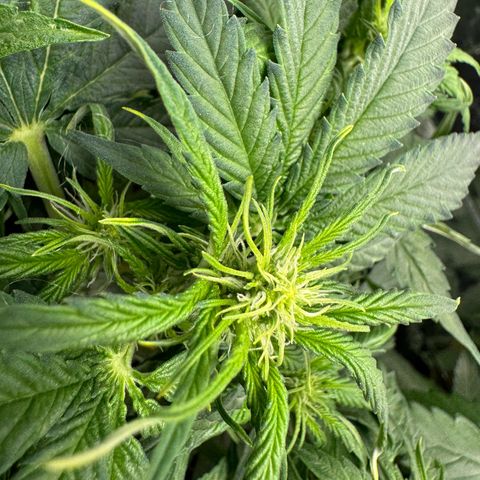 Easy bud & royal Jack / Auto /Royal Queen Seeds  growlog timeline photo