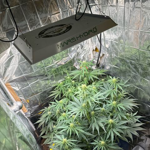 Easy bud & royal Jack / Auto /Royal Queen Seeds  growlog timeline photo