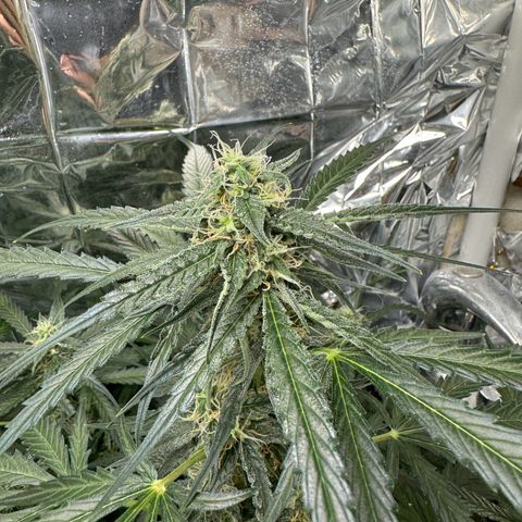 Easy bud & royal Jack / Auto /Royal Queen Seeds  growlog timeline photo