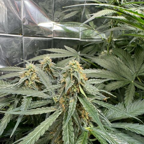 Easy bud & royal Jack / Auto /Royal Queen Seeds  growlog timeline photo