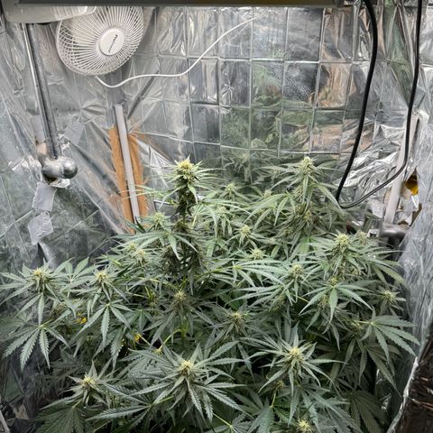Easy bud & royal Jack / Auto /Royal Queen Seeds  growlog timeline photo