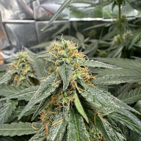 Easy bud & royal Jack / Auto /Royal Queen Seeds  growlog timeline photo
