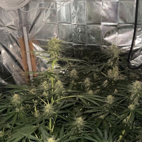 Easy bud & royal Jack / Auto /Royal Queen Seeds  growlog timeline photo