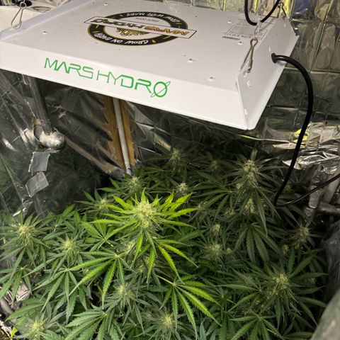 Easy bud & royal Jack / Auto /Royal Queen Seeds  growlog timeline photo
