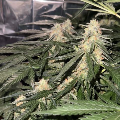 Easy bud & royal Jack / Auto /Royal Queen Seeds  growlog timeline photo