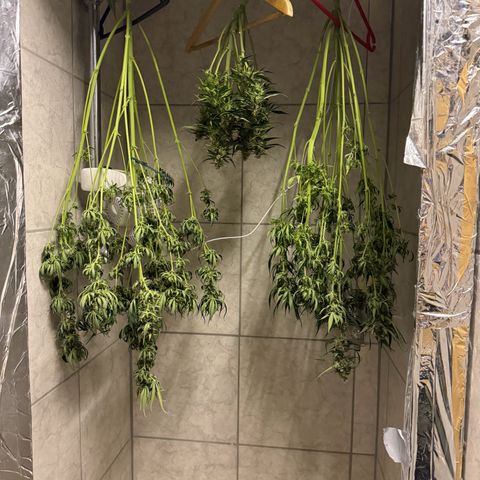 Easy bud & royal Jack / Auto /Royal Queen Seeds  growlog timeline photo