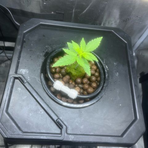 Candy Bubatz XL growlog timeline photo