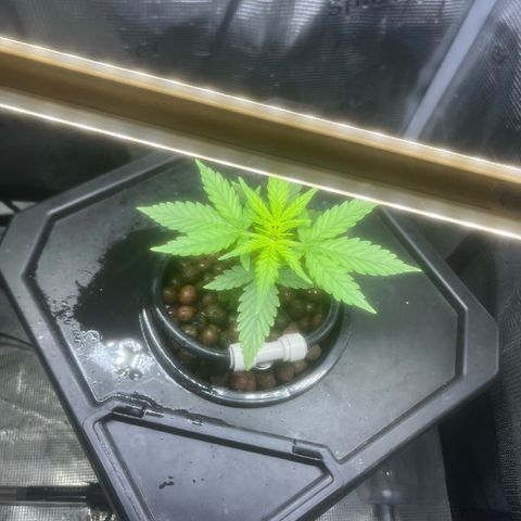 Candy Bubatz XL growlog timeline photo
