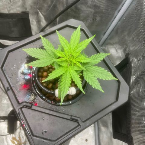 Candy Bubatz XL growlog timeline photo