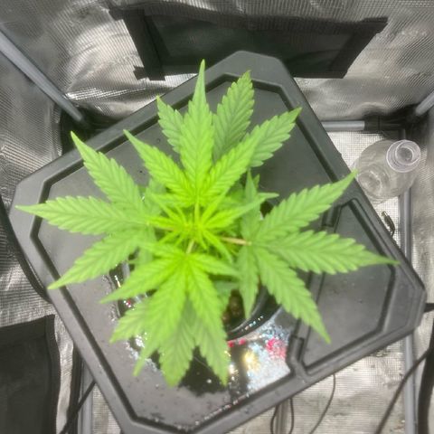 Candy Bubatz XL growlog timeline photo