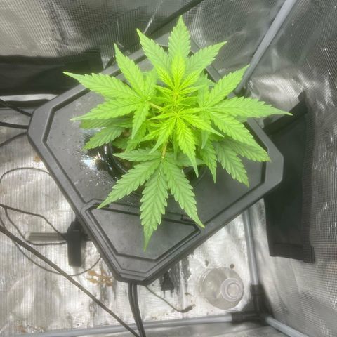 Candy Bubatz XL growlog timeline photo