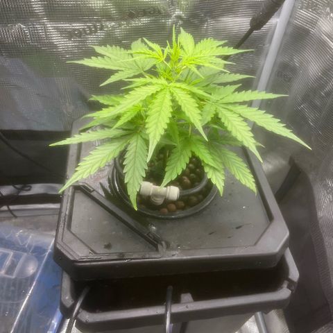 Candy Bubatz XL growlog timeline photo