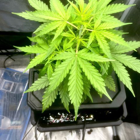 Candy Bubatz XL growlog timeline photo
