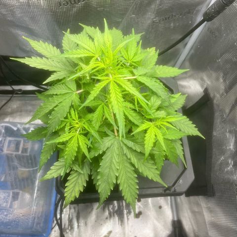 Candy Bubatz XL growlog timeline photo
