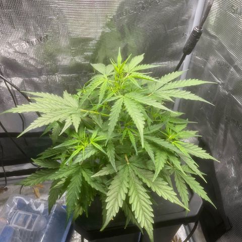 Candy Bubatz XL growlog timeline photo