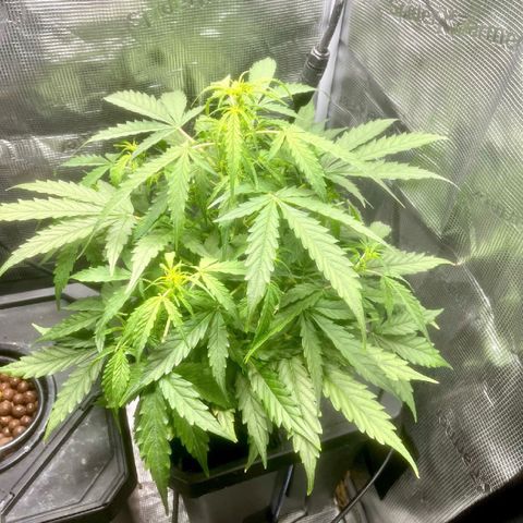 Candy Bubatz XL growlog timeline photo